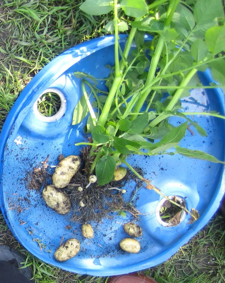 Charlotte potato leaves and tubers