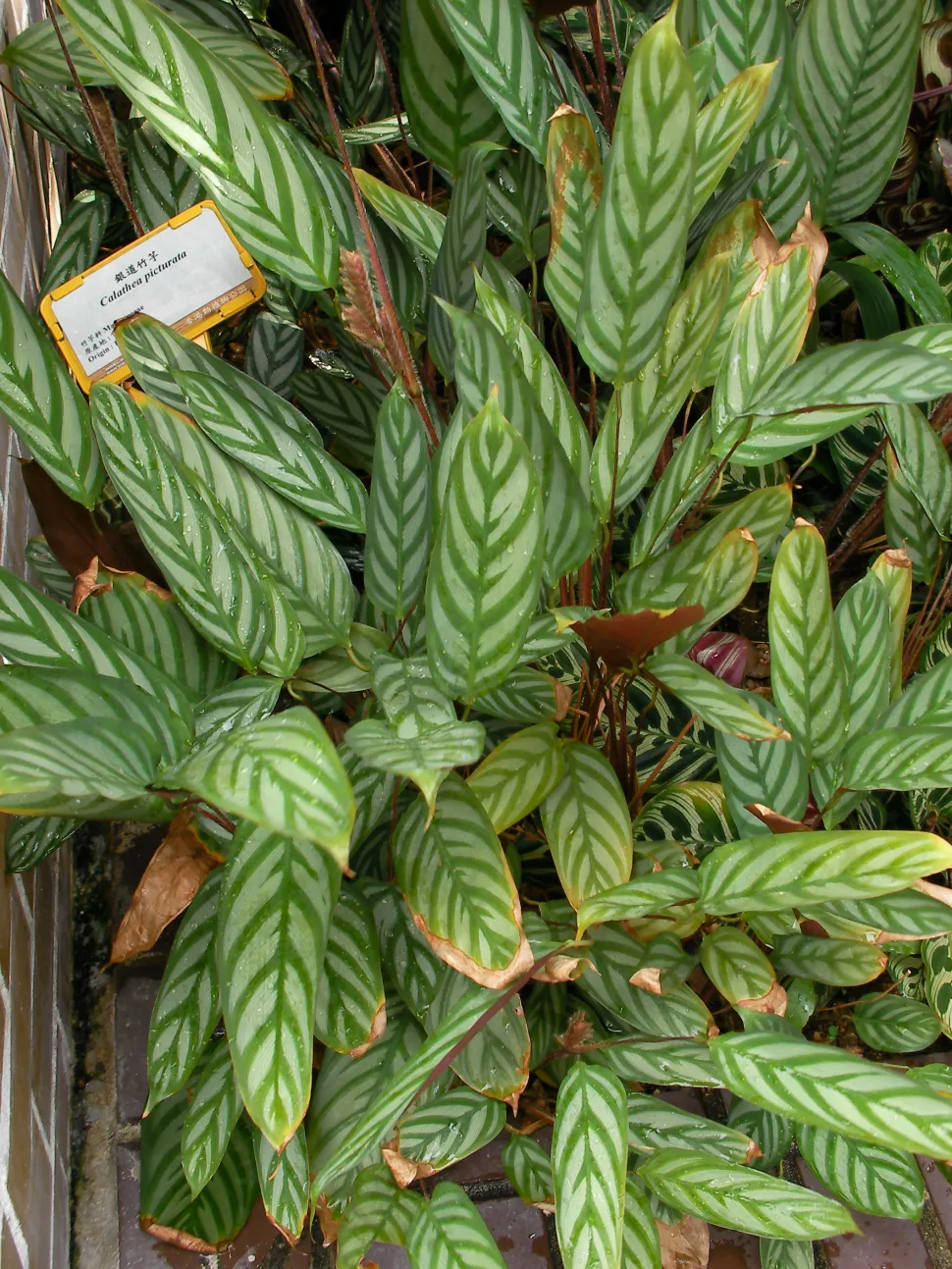 Hojas lanceoladas Ctenanthe setosa