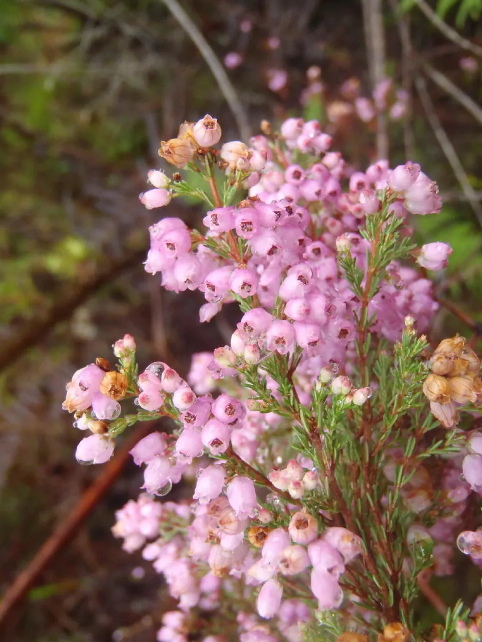 Pink flowers Erica gracilis