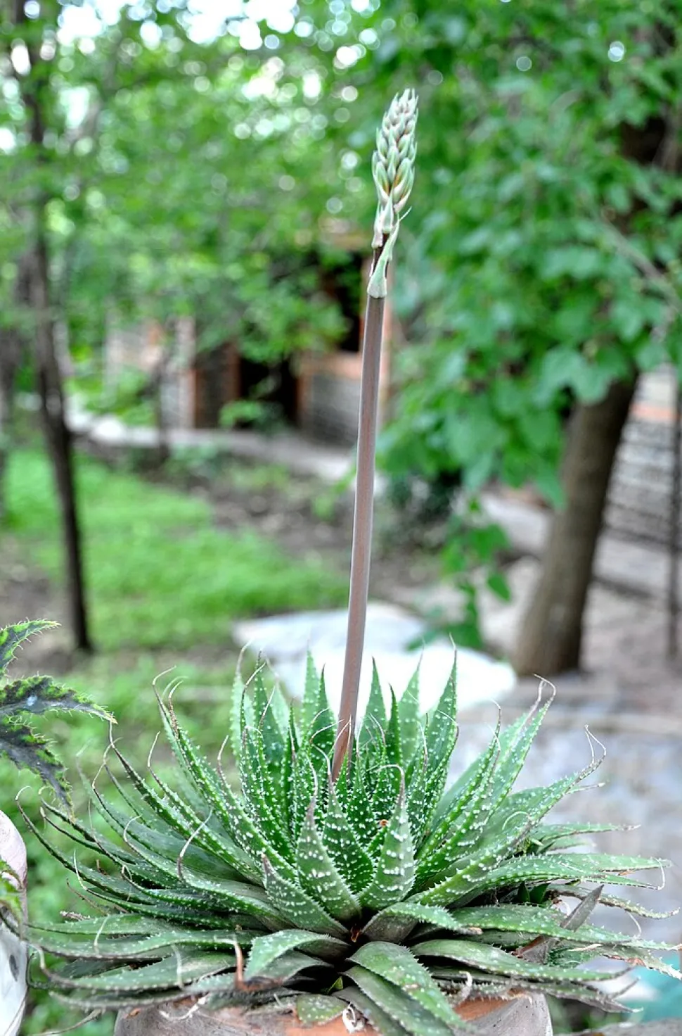 Gonialoe variegata blomstrende stængel