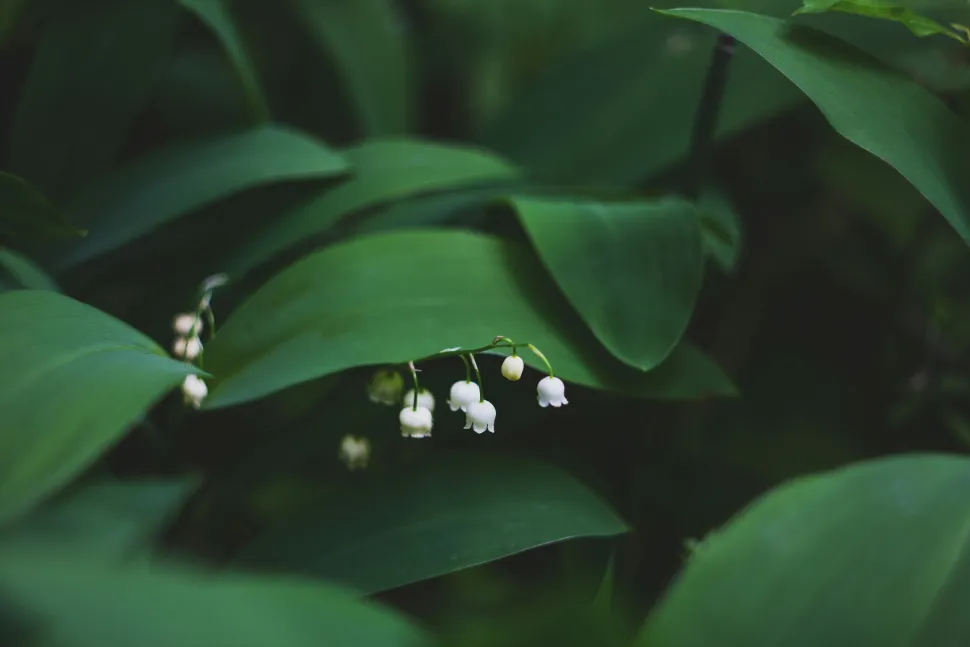 Lily of the valley