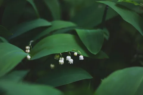 Lily of the valley