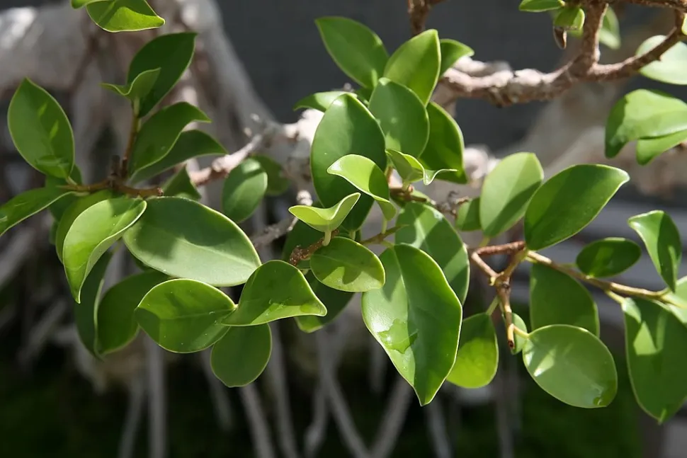 Foglie di Ficus retusa