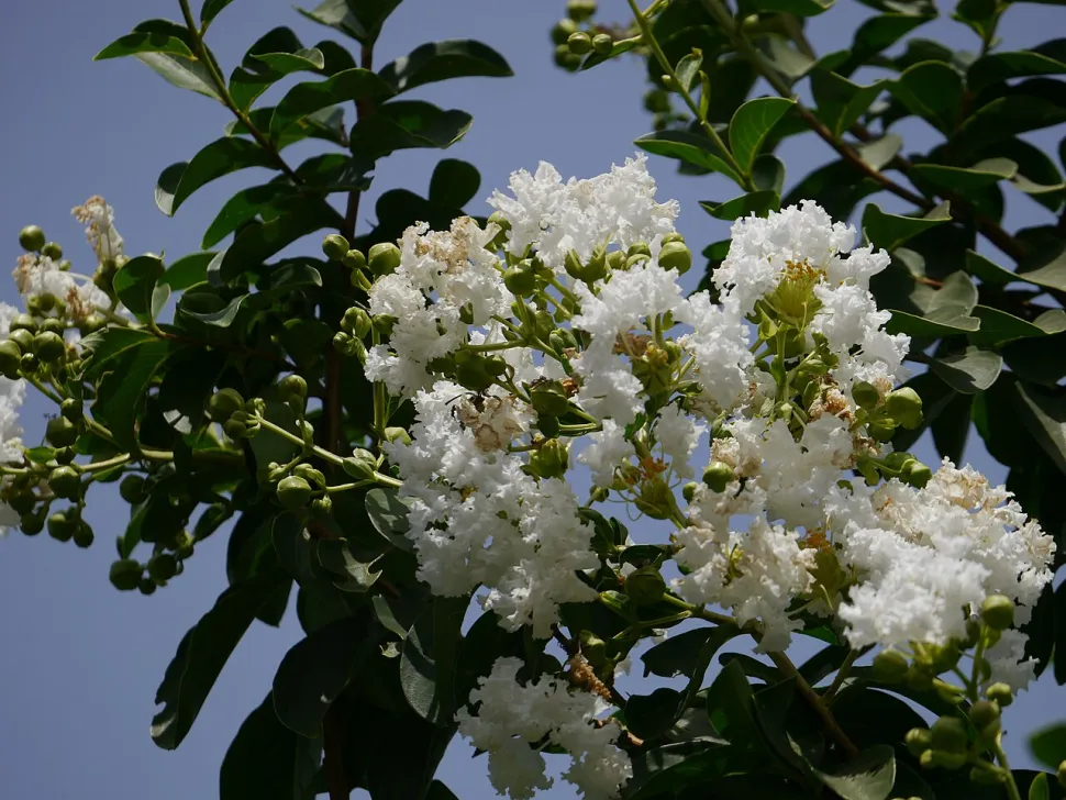 Lilás-das-Índias com flores brancas