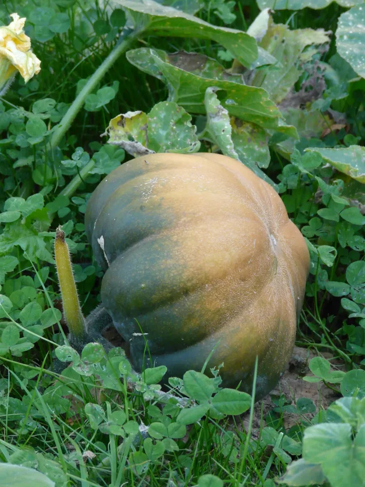 Abóbora verde e laranja Cucurbita maxima