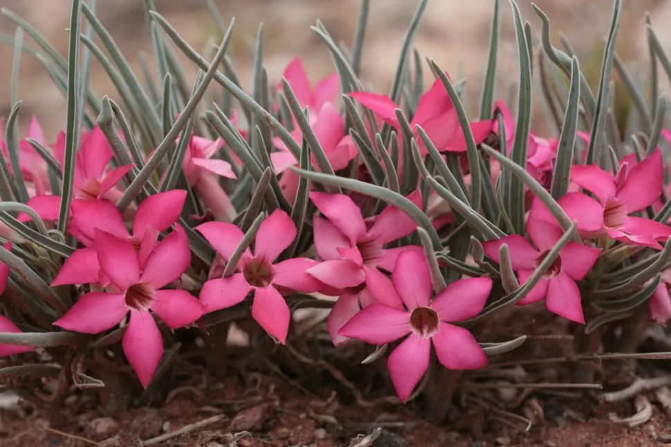 Flores rosas Adenium oleifolium