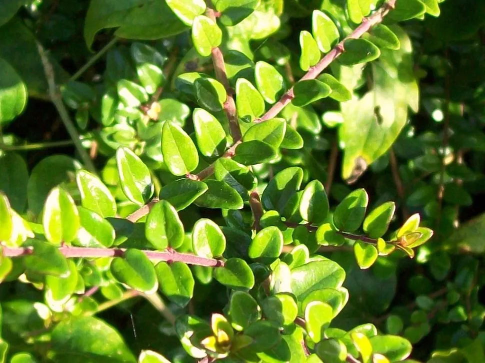 Folhagem de madressilva Lonicera nitida