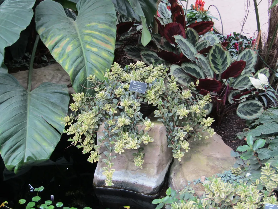 Nematanthus 'Golden West' en pleine terre