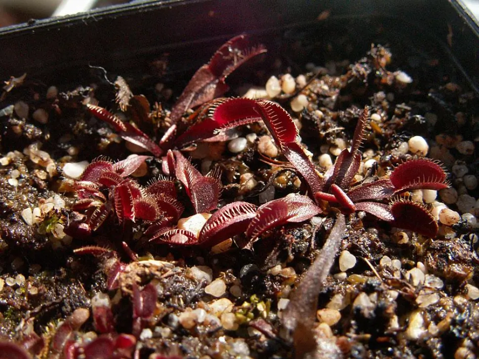 Dionaea muscipula 'Red Dragon' in een pot