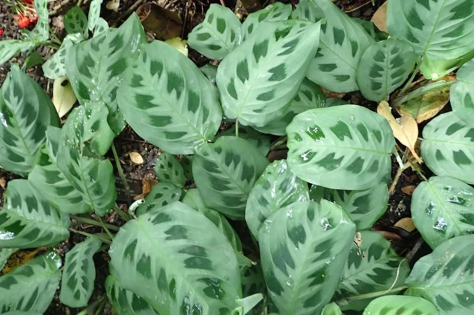 Maranta kerchoviana come copertura del terreno