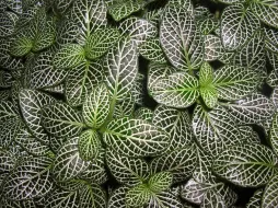 Fittonia albivenis