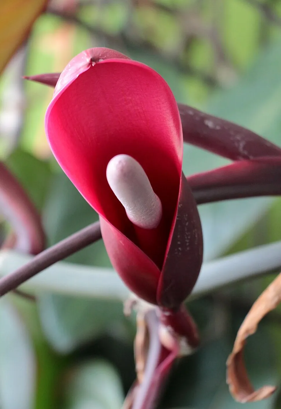 Rote Blume Philodendron erubescens