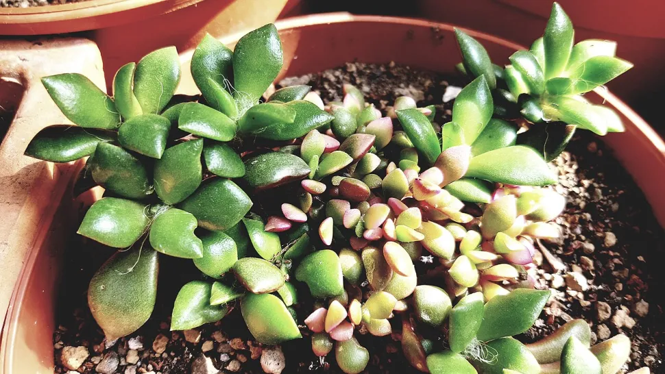 Anacampseros rufescens i en potte