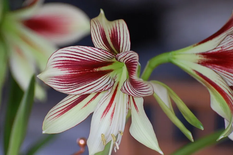 Fleur rouge verte Amaryllis papilio