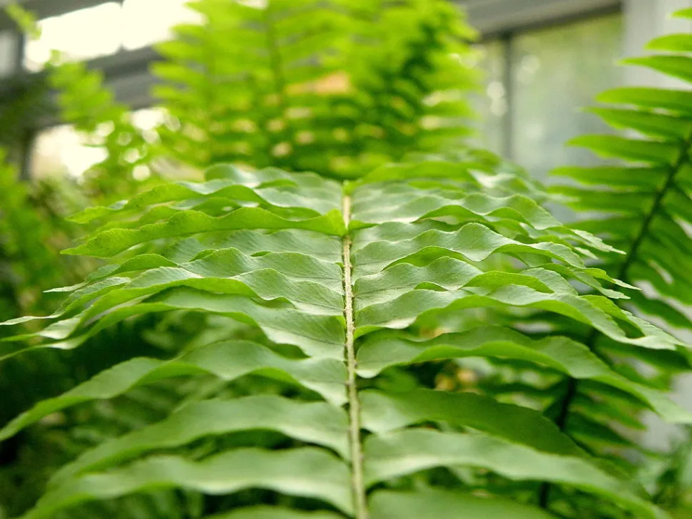Fronde de Fougère de Boston
