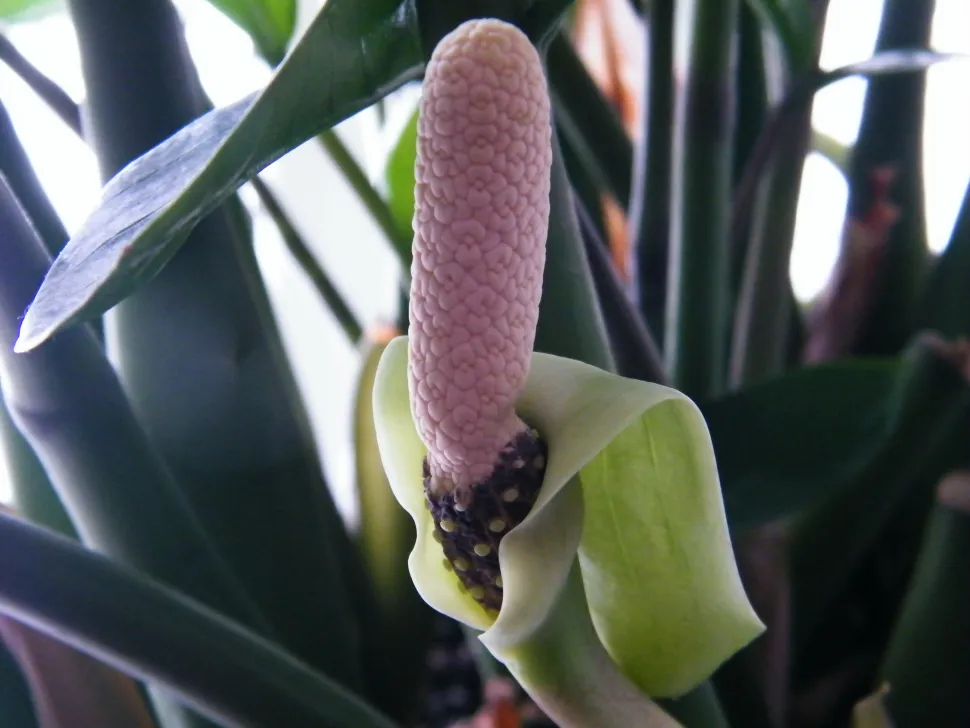 Roze bloem plant zz
