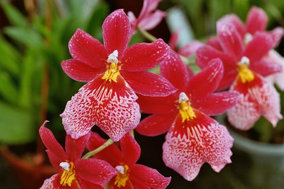 Orchidea Cambria Nelly Isler rossa e bianca