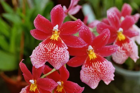 Orchidee Cambria Nelly Isler Rot und Weiß