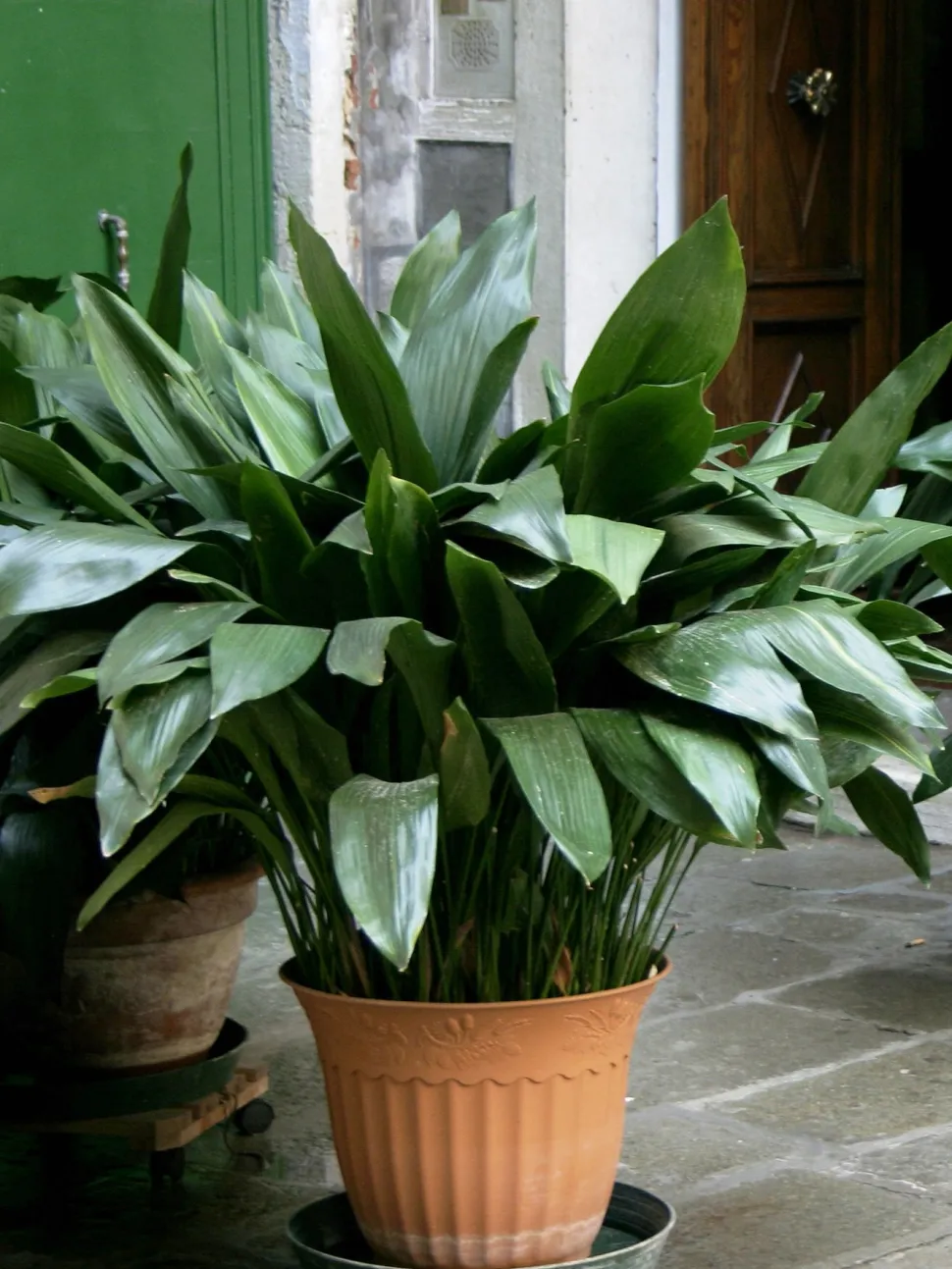 Green plant with lanceolate leaves Aspidistra elatior