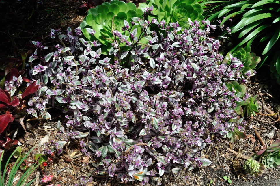 Tradescantia 'Nanouk' in fiore