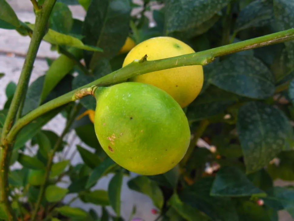 Citrus floridana frugt
