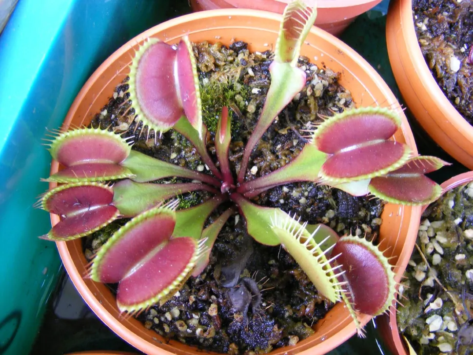 Dionaea muscipula 'Red Dragon' vista dall'alto