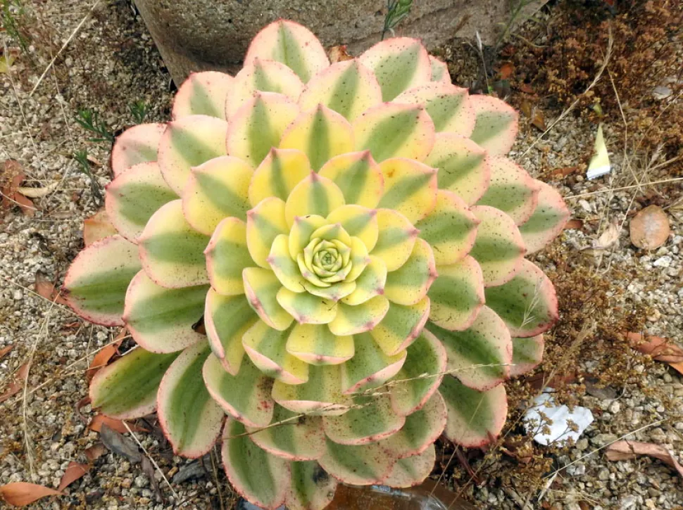 Aeonium arboreum bonte bladeren