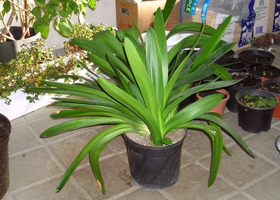 Laub Clivia miniata