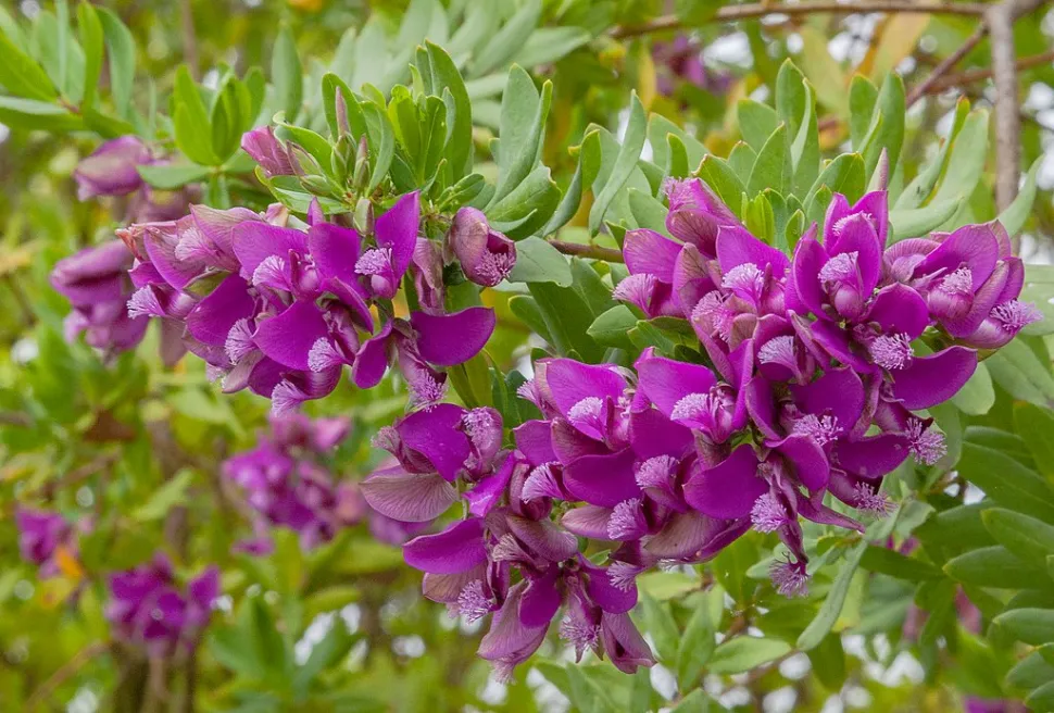 Feuilles vertes fleurs violettes Polygala myrtifolia