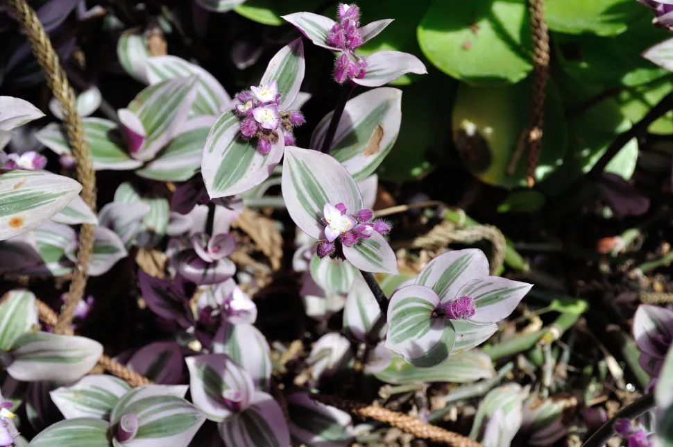 Miseria viola e verde Tradescantia 'Nanouk