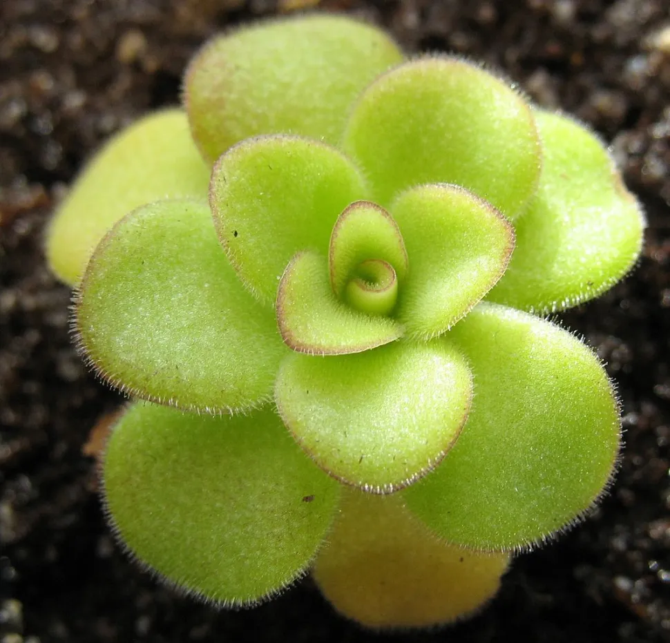 Rosetta Pinguicula agnata