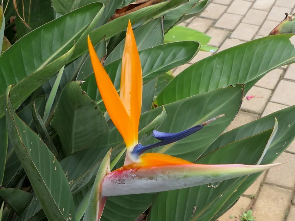 Orange-blaue Blüte Strelitzia reginae