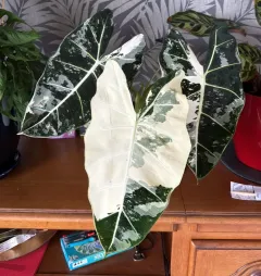 Alocasia Frydek variegata