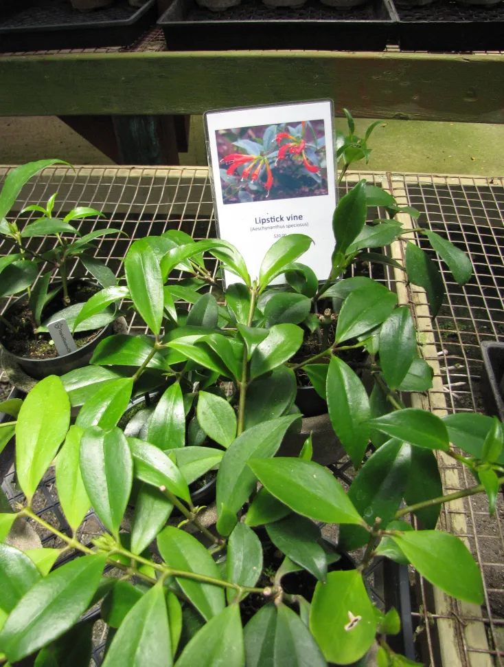 Aeschynanthus speciosus in a pot