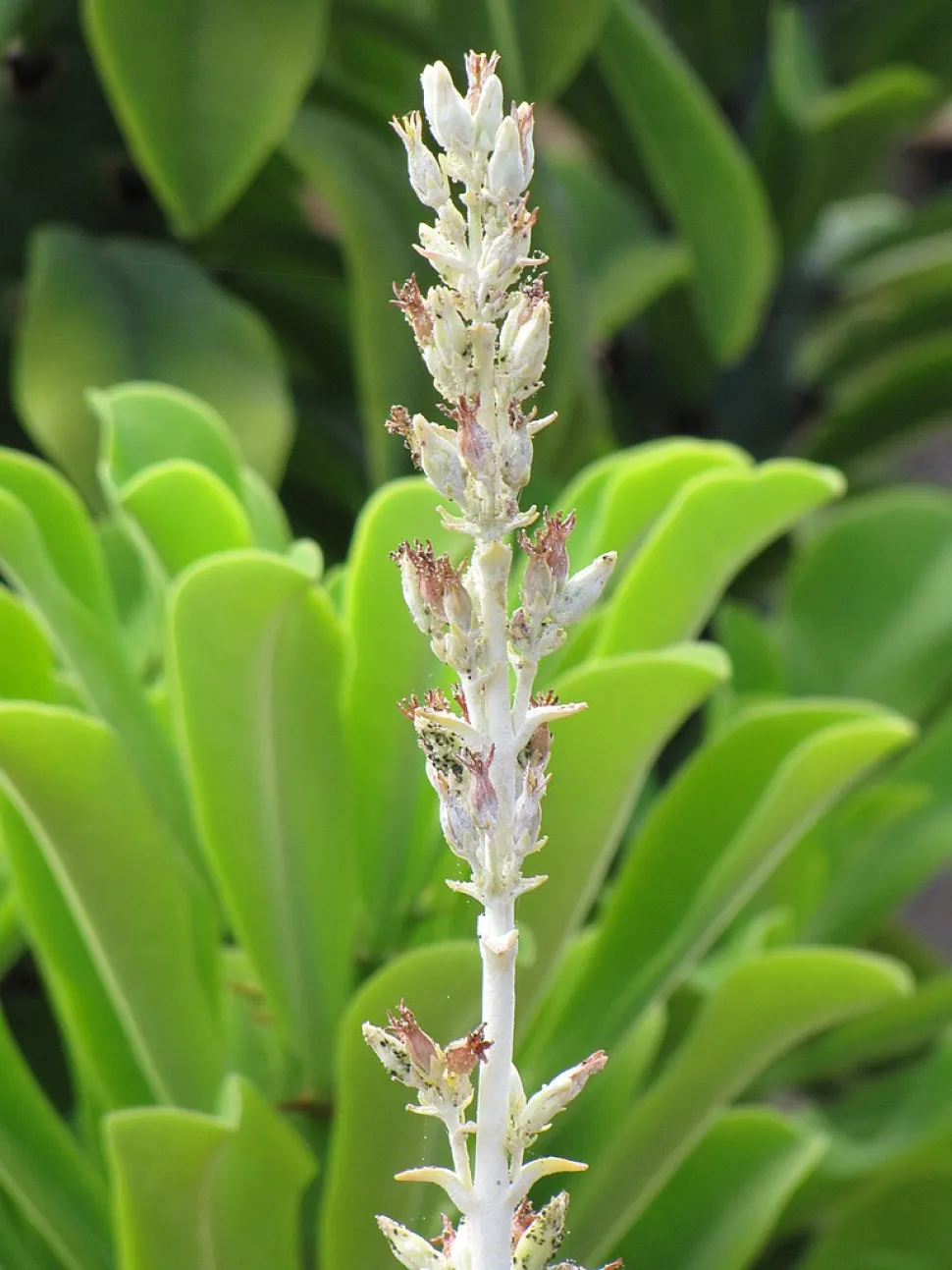 Kalanchoë thyrsiflora bloemen