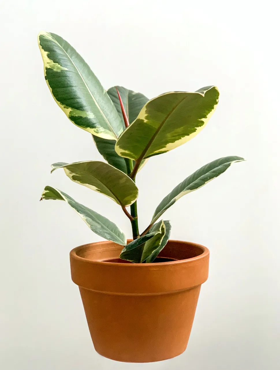 Ficus elastica 'Tineke' in pot