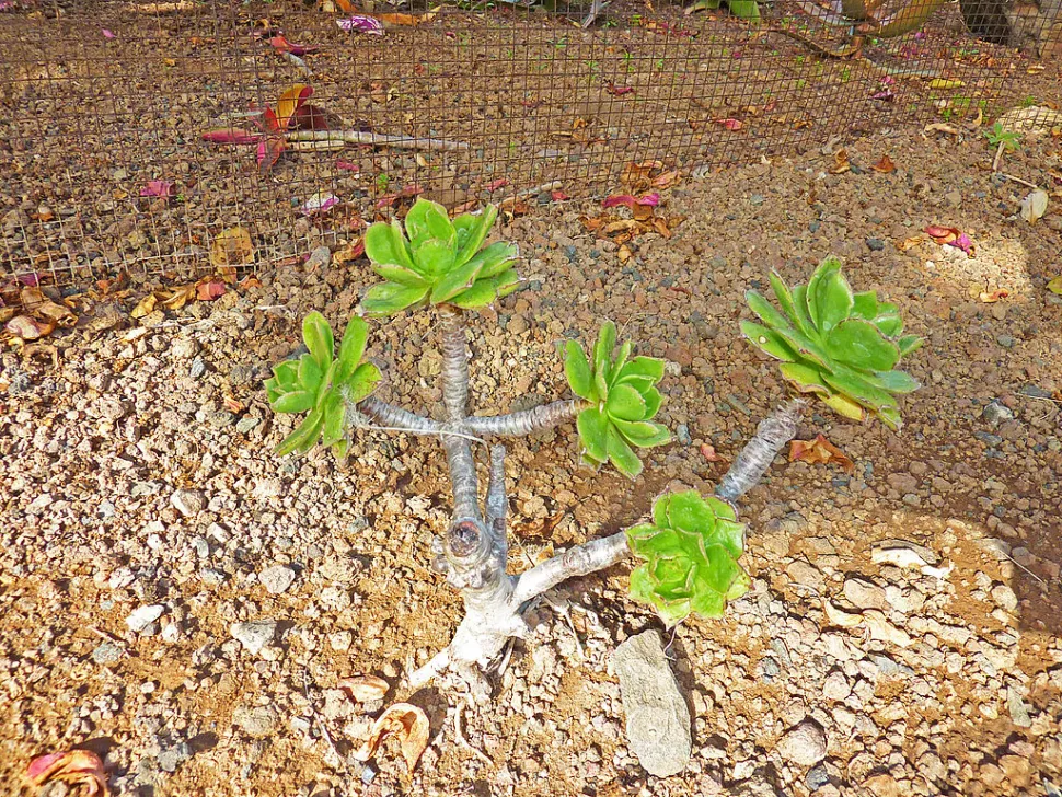 Aeonium leucoblepharum vertakt