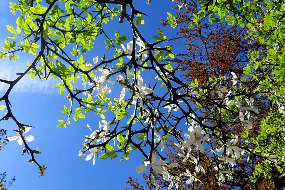 Blüten Citrus trifoliata