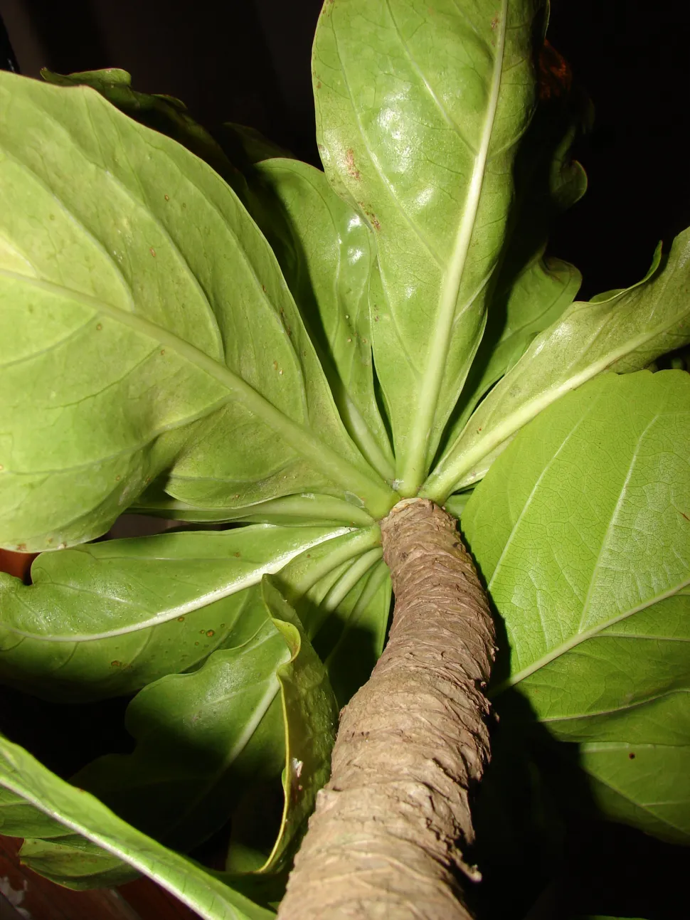 Tronc avec cicatrices foliaires Brighamia rockii