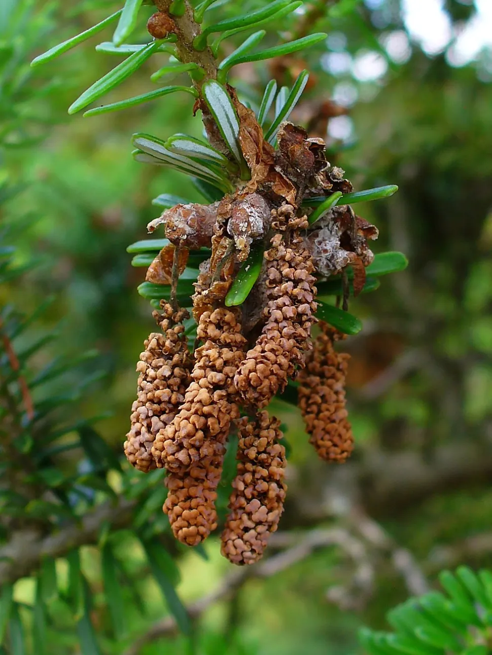 Male cones Abies koreana