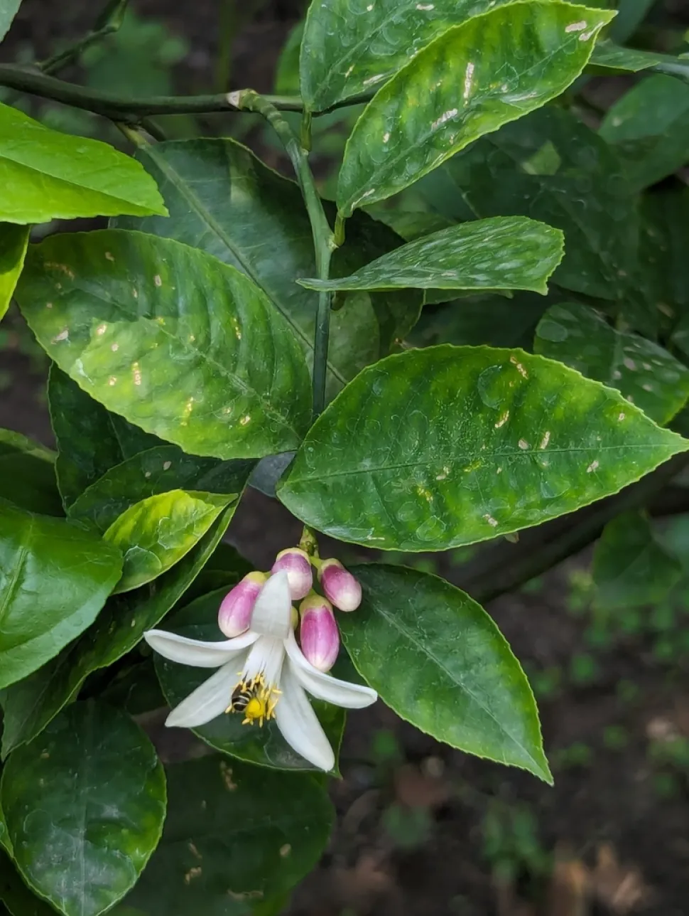 Blade og blomst Citrus aurantiifolia