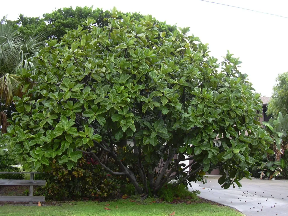 Ficus lyrata no chão