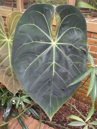 Anthurium regale im Freiland