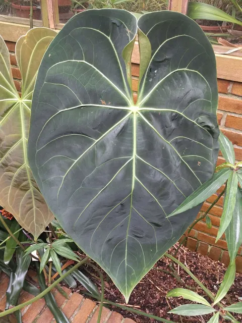 Anthurium regale in the ground