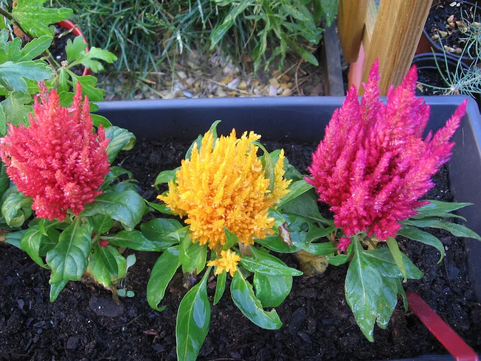 Celosia plumosa rot gelb orange