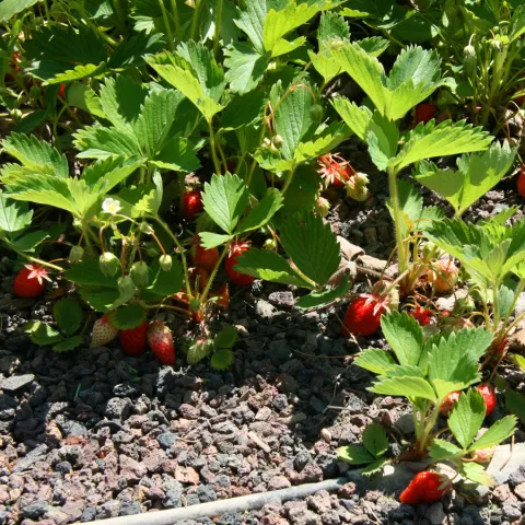 Fresa no replantada Gariguette