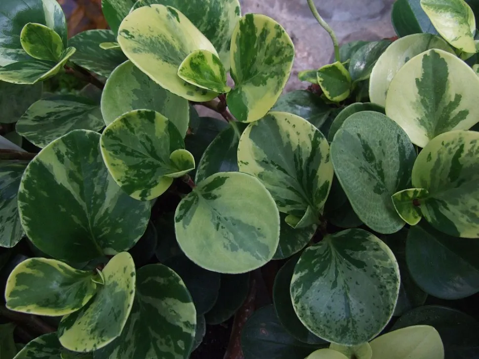 Peperomia obtusifolia panaschiert