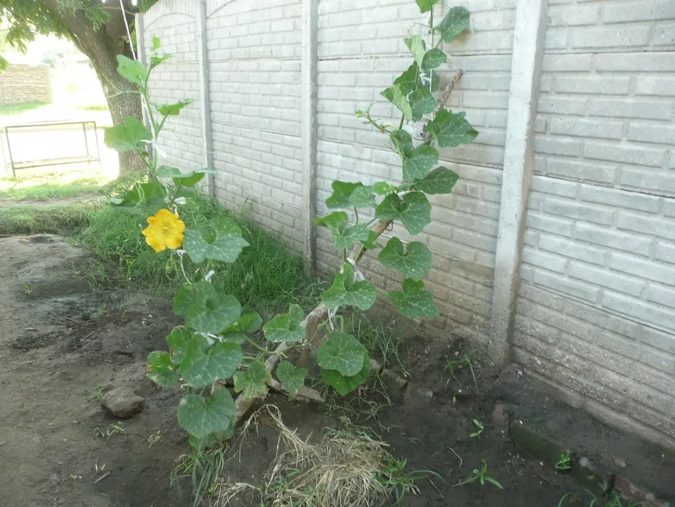 Klatrende courgette