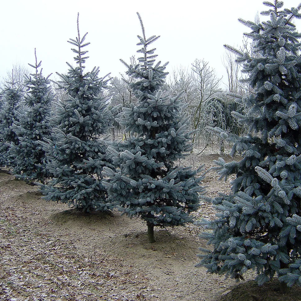Colorado blue fir in the ground