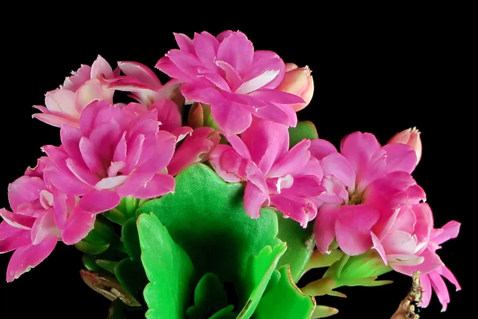 Rozebloemige Kalanchoë